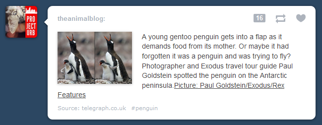 Sample tumblr post